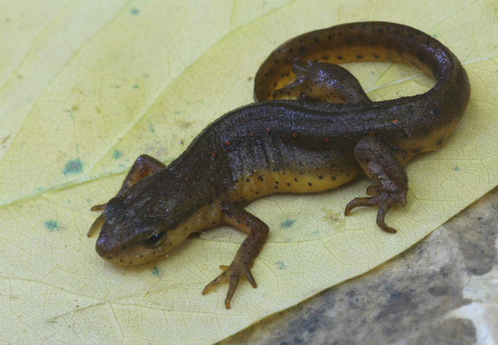 Central Newt